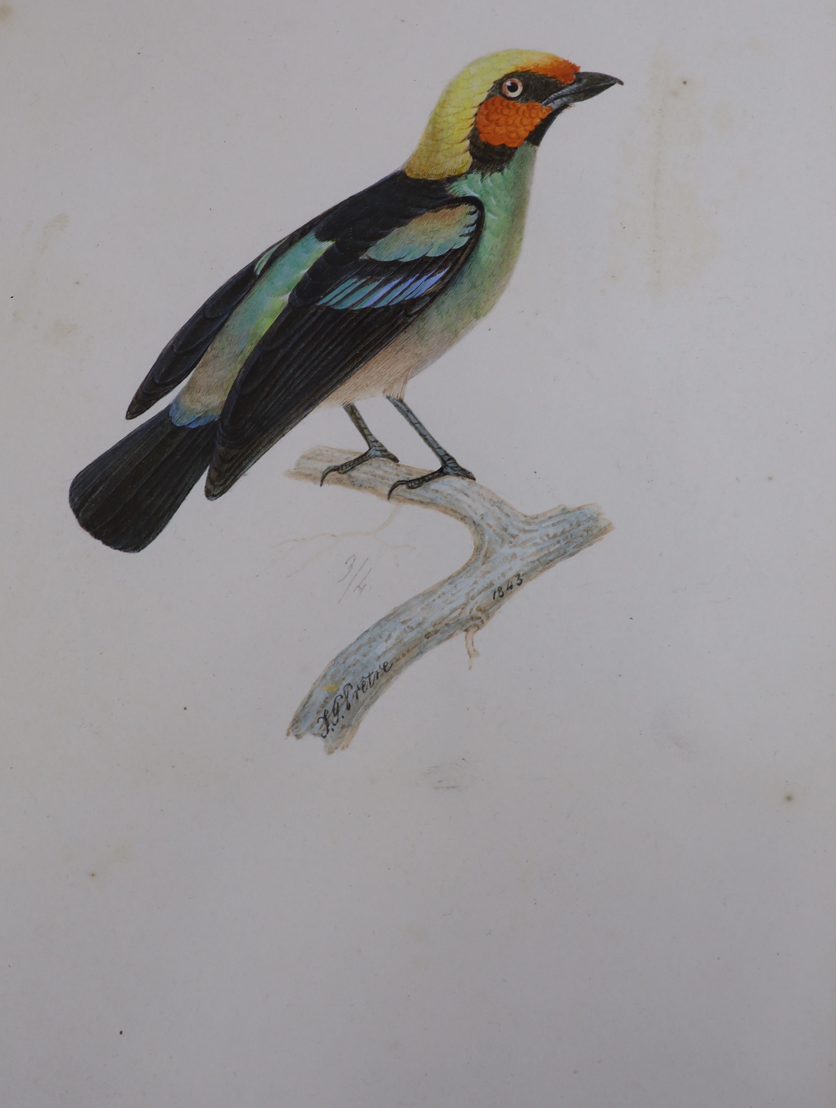 Jean-Gabriel Prêtre (1768-1849), four watercolours, Studies of exotic birds, signed and dated 1873, 18 x 12cm and a set of four coloured engravings of birds, 25 x 20cm